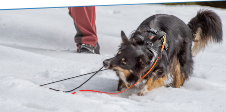Ausschreibung: Schneehasen jagen