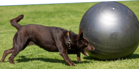 Impressionen vom Treibball-Workshop beim KV Berna