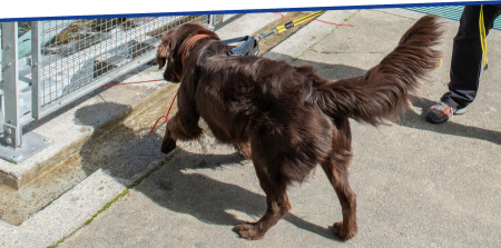 Ausschreibung: Spannendes Stadt-Shopping für Hunde