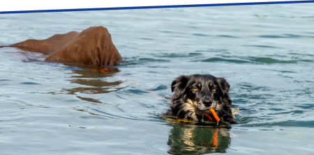 Ausschreibung: Badeplausch 2021 im Thunersee